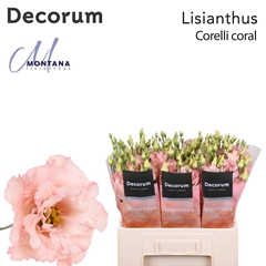 Eustoma Double Corelli Coral 60cm