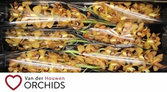 Cymbidium Charly Brown 80cm
