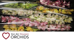 Cymbidium Mix 80cm