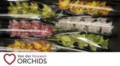Cymbidium Mix 70cm