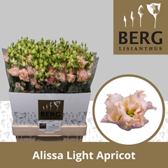 Eustoma Double Alissa Light Apricot 70cm