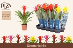 Guzmania Mix 5 Kinds 12Ø 45cm