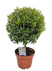 Myrtus Communis 12Ø 30cm