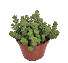 Crassula Marnieriana 9Ø 10cm