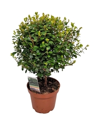 Myrsine Africana 12Ø 30cm