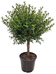 Myrtus Communis 15Ø 50cm