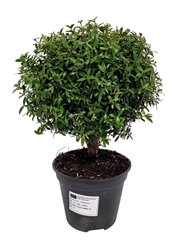 Myrtus Communis 12Ø 25cm