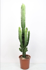 Euphorbia Ingens 24Ø 110cm