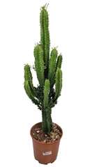 Euphorbia Ingens 21Ø 95cm