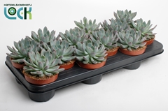Echeveria 10Ø 15cm