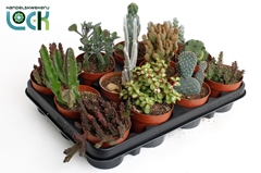 Cactus Mix 8Ø 14cm