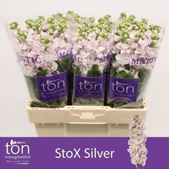 Matthiola Pink Light 55cm