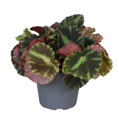 Begonia Cleopatrae 6Ø 10cm