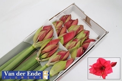 Hippeastrum Isabella 80cm
