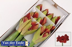 Hippeastrum Ferrari 80cm