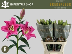 Lily Oriental Infentus 90cm 3+