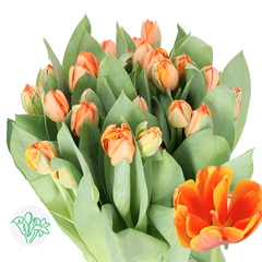 Tulip Double Queensday 40cm 50gr.