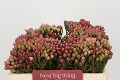 Brunia Laevis Red 35cm