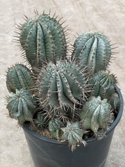 Euphorbia Horrida 25Ø 35cm