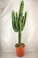 Euphorbia Ingens 24Ø 110cm