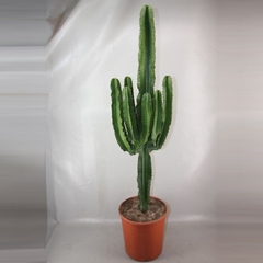 Euphorbia Ingens 26Ø 130cm
