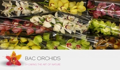 Cymbidium Mix 60cm