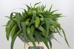 Setaria Italica Volle Melk 70cm