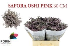 Limonium Safora Oshi Pink 60cm 35gr.