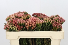 Brunia Laevis Red 50cm