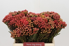 Brunia Laevis Red 40cm
