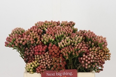 Brunia Laevis Red 40cm