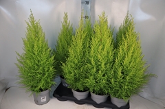 Cupressus Goldcrest Wilma 14Ø 62cm
