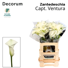 Zantedeschia Captain Ventura 60cm