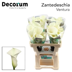 Zantedeschia Captain Ventura 45cm