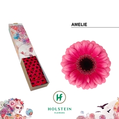 Gerbera Mini Black Center Amelie 45cm 7cm Hd