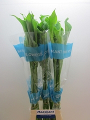 Zantedeschia Aethiopica Green Goddess 100cm