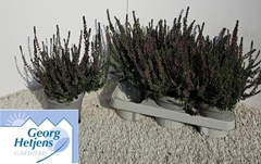 Calluna Vulgaris Garden Girls Nexxt Mix 14Ø 20cm