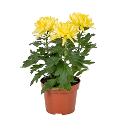 Chrysanth Cosmo Compact Yellow 12Ø 35cm