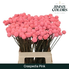 Craspedia Painted Pink 60cm