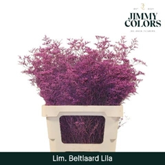 Limonium Painted Beltaard Lilac 70cm 30gr.