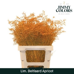 Limonium Painted Beltaard Apricot 70cm 30gr.