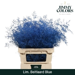 Limonium Painted Beltaard Blue 90cm 50gr.