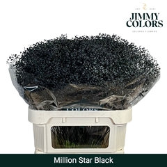 Gypsophila Painted Million Star Black 80cm 30gr.