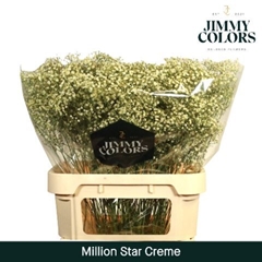Gypsophila Painted Million Star Cream 80cm 30gr.