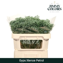 Gypsophila Painted Xlence Petrol 70cm 20gr.