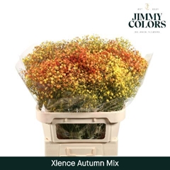 Gypsophila Painted Xlence Autumn 80cm 30gr.