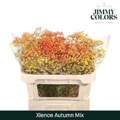 Gypsophila Painted Xlence Autumn Mix 70cm 20gr.