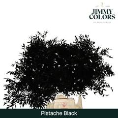 Pistacia Painted Black 40cm