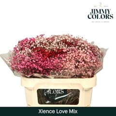 Gypsophila Painted Xlence Love Mix 70cm 20gr.