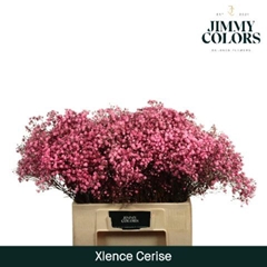 Gypsophila Painted Xlence Cerise 60cm 20gr.